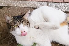 「猫マッサージ」で猫と和解せよ