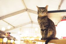 江戸版猫カフェ？！モフモフの癒し空間「江戸ねこ茶屋」が超フォトジェニック！