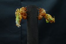 「進化」とは一体何なのか？その実像がわかる動物発生学とは（＊画像はイメージです）
