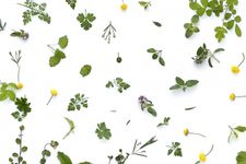 東南アジアで多くの新種植物が発見される理由とは（＊画像はイメージです）