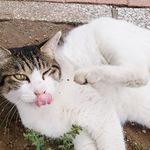 「猫マッサージ」で猫と和解せよ
