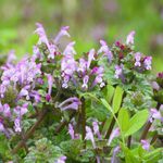 あなたはいくつ知っていますか？身近に見かける花たち