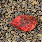 同じ「落ちる」なのに…fallとdropの違いとは？ （＊画像はイメージです）