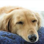 飼い主は「ボス」ではいけない！犬に好かれる飼い方