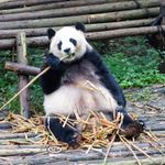 パンダにシマウマ　「白黒の動物」はなぜ生まれたのか