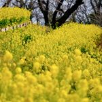 福山雅治、北川景子、大谷翔平…誕生花で見る有名人の人となりは？（＊画像はイメージです）