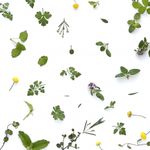 東南アジアで多くの新種植物が発見される理由とは（＊画像はイメージです）