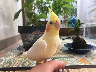 新刊JP編集部員が飼っているオカメインコのウー