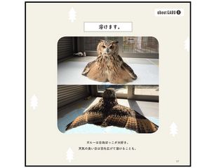 すでに1000万人が癒された！？ “フクロウ界のアイドル”が１ｓｔ写真集をリリース