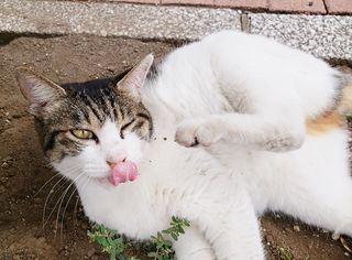 「猫マッサージ」で猫と和解せよ