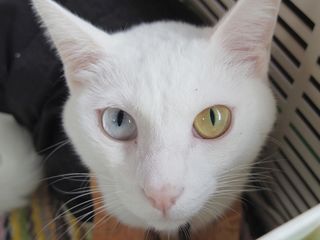 住職は猫！？猫好きの極楽「猫猫寺」で猫まみれ！