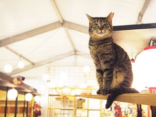 江戸版猫カフェ？！モフモフの癒し空間「江戸ねこ茶屋」が超フォトジェニック！