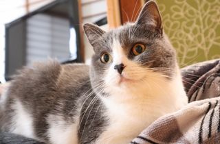 「約200語を覚えられる」人間があまり知らない猫の知能（＊画像はイメージです）