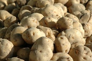 ジャガイモ食中毒の9割は学校菜園で起こる　その意外な理由とは？