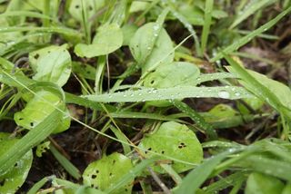 踏まれた足まで利用する!人間が参考にしたい雑草のしぶとすぎる性質(*画像はイメージです)