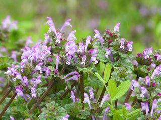 あなたはいくつ知っていますか?身近に見かける花たち