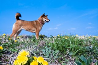 犬年ではなく「戌年」と書くのはなぜ？（＊画像はイメージです）