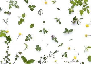 東南アジアで多くの新種植物が発見される理由とは（＊画像はイメージです）