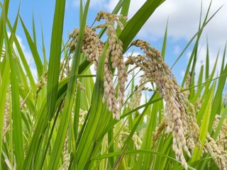 日本の食卓に欠かせない「ごはん」ができるまでの膨大な「手間ひま」(*画像はイメージです)